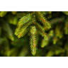 Триумф ель TRIUMPH TREE, Королевская премиум, 200 см, зеленая 72106